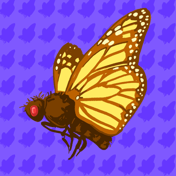 Monarch-Fliege